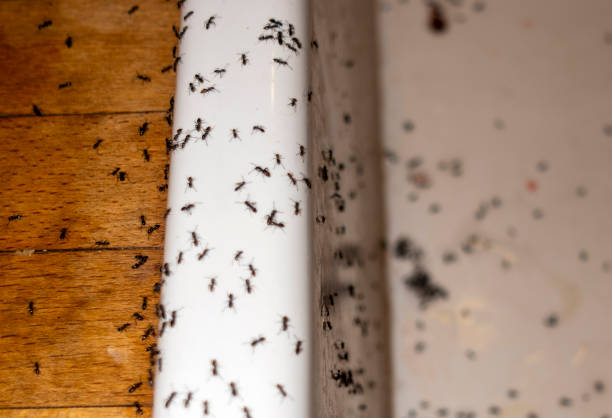 Flea Control Services in De Kal, TX