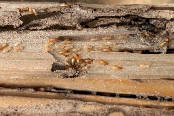 Best Pest Control Near Me  in De Kal, TX