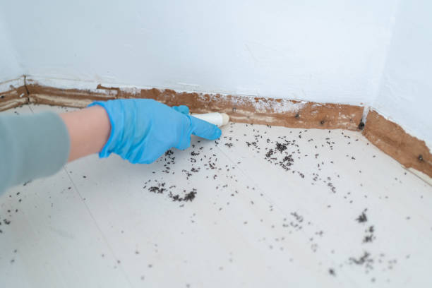Best Ant Control Services  in De Kal, TX